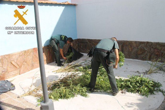  Ávila: Plantas De Marihuana Incautadas