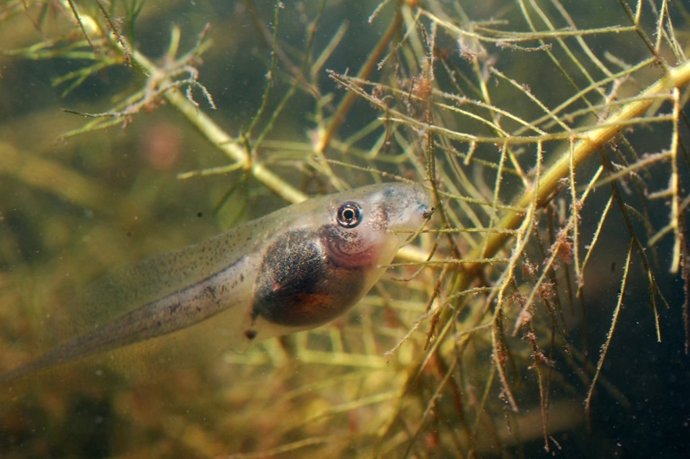 [Comunicacion.Csic.Andalucia] Ndp Los Renacuajos No Tienen Infancia (Ebd/Csic)