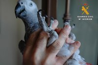 El Seprona aprehende dos especímenes de loro gris africano a dos vecinos de Fuente Palmera (Córdoba)