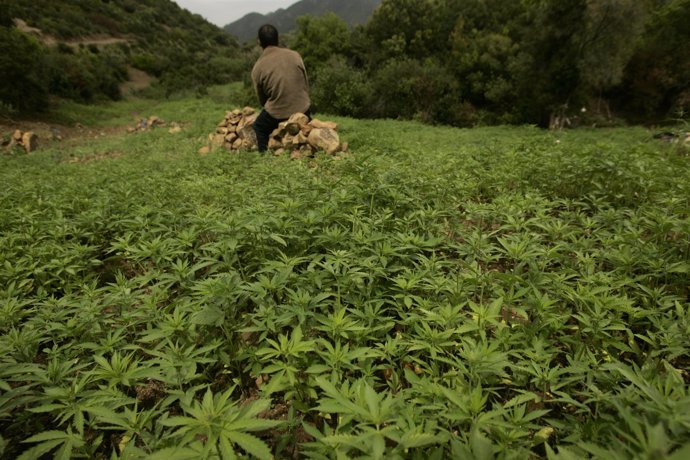 Plantación de marihuana en Marruecos