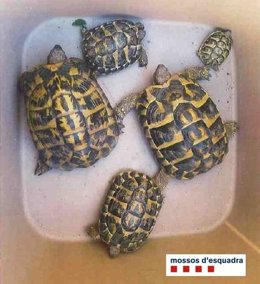 Tortugues protegides recuperades pels Mossos