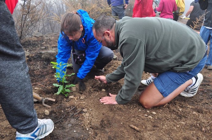 Labores de reforestación