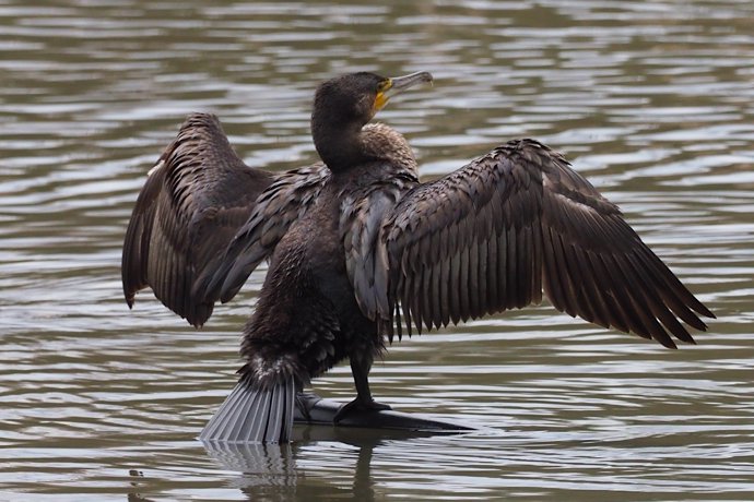 Cormorán