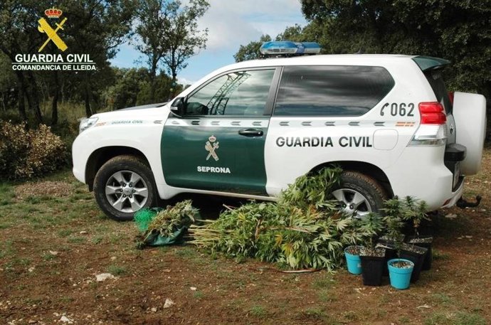 Plantes de marihuana localitzades per la Guàrdia Civil a Lleida