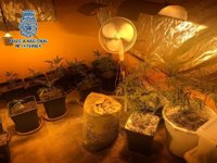 Detenidos dos varones por una plantación de marihuana en Mérida