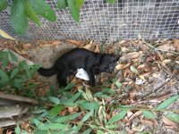 Denuncian otro envenenamiento de un gato y un perro en una urbanización de Villalba