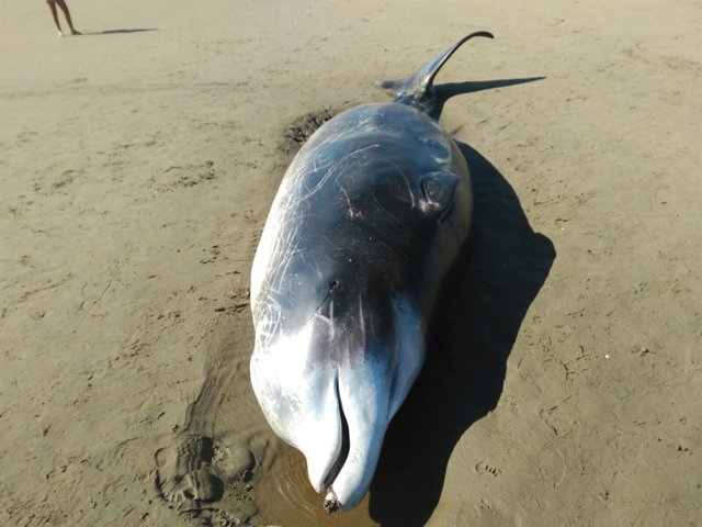 Cría de ballenato de Cuvier aparecida en la playa de Punta del Moral. 
