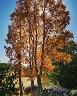 Valle del Ambroz (Cáceres)