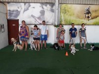 Perros adiestrados ayudan a detectar las crisis epilépticas antes de que se produzcan