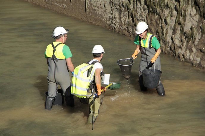 Rescate de peces en el canal de Gavet