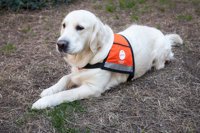 Un perro acompaña por primera vez a víctimas de violencia de género en los juzgados