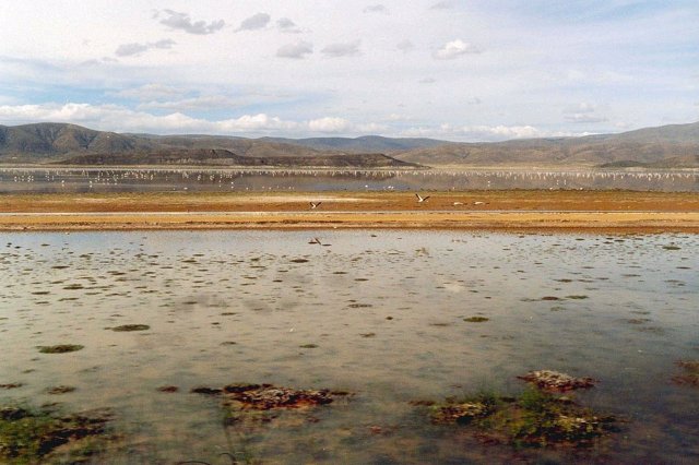 Flamencos en el Lago Poopó.