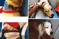 Detenida por abandonar a un perro con graves heridas en el cuello en Almería