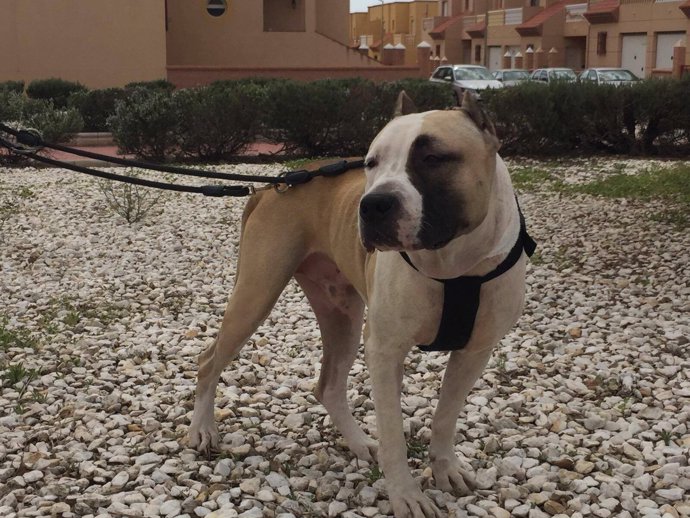 Django, el perro malherido y abandonado, un mes después de su recuperación