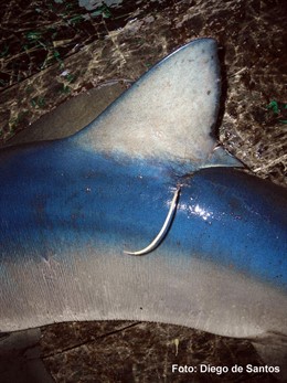 Premiado un pescador gallego que coalboró con el IEO.