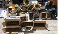 La Guardia Civil detiene a 23 personas y localiza 13 plantaciones de marihuana en varias operaciones en Málaga