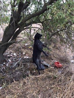 Valladolid.- Perro asesinado en Santovenia de Pisuerga