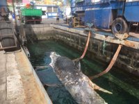 Salvamento Marítimo remolca un cachalote muerto cerca de Gando, en Gran Canaria