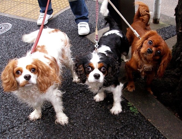 Perros de raza spaniel