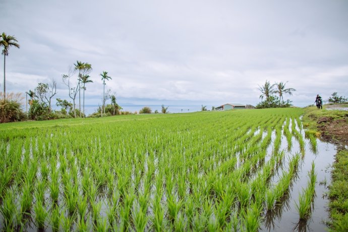 Un campo de arroz 