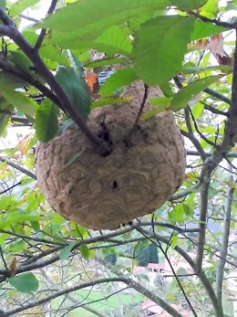 Enjambre de avispa asiática