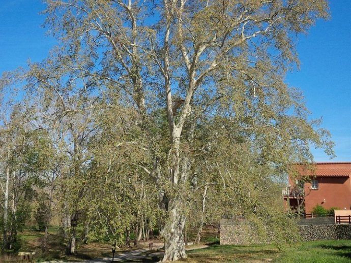 Plátano de 37 metros de Riba-roja opta al premio europeo