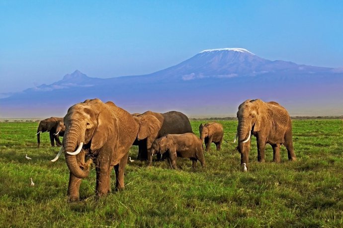 Elefantes en África, amenazados por la caza furtiva