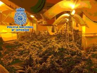 Seis detenidos y ocho plantaciones de marihuana con enganche eléctrico ilegal desmanteladas en Vélez