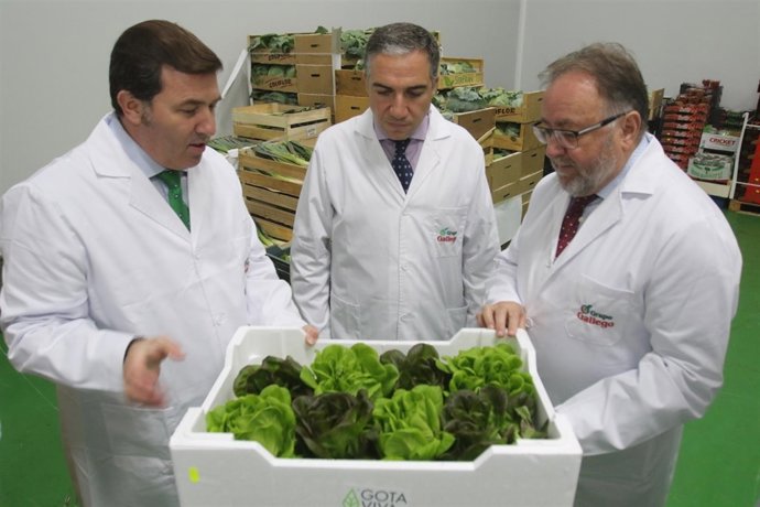 Grupo Hermanos Gallego Málaga promoción sabor a málaga innovación frutas verdura