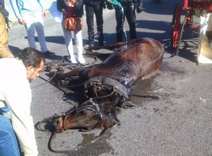 Caballo de una calesa de Palma desfallecido por el calor