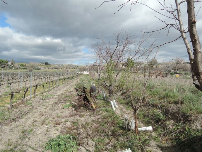 Trabajador agrario, trabajo agrario, cultivar, cultivo, cultivando, cultivos