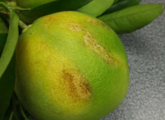 Dañso causados por el trips de la orquídea 