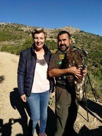 La Comunidad recupera un águila real herida por un disparo y la libera en el Parque Regional de Sierra Espuña