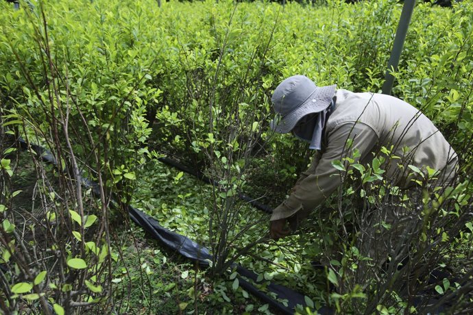 Policía erradicando cultivos de hoja de coca en Colombia