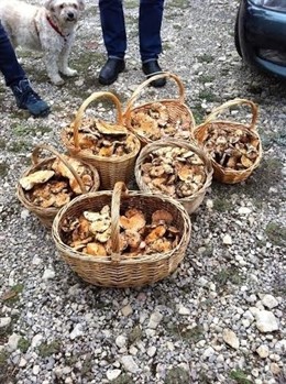 Níscalos, hongos, setas