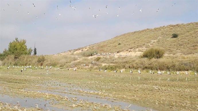Campo de arroz cosechado.
