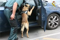 Conoce a Floki, el nuevo perro detector de dinero de la Guardia Civil de Alicante