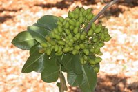 Junta dona 1.600 kilos de pistachos para un estudio con embarazadas que concluye las bondades del alimento