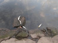 Los ecologistas denuncian la muerte de varios peces muertos por un vertido en la ría de Avilés