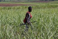 Muere un hombre a flechazos en medio de la crisis postelectoral en Kenia