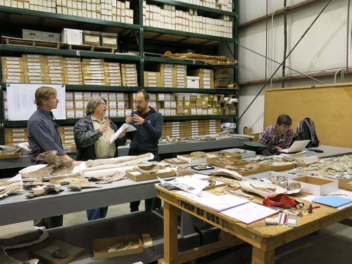 Trabajos en el laboratorio de identificación del nuevo dinosaurio