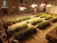 Cuatro detenidos como responsables de una plantación de marihuana en Mérida