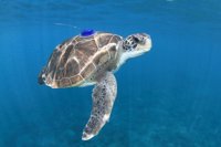 La pesca, el tráfico marítimo y la basura marina, entre las principales amenazas de la tortuga verde en Canarias