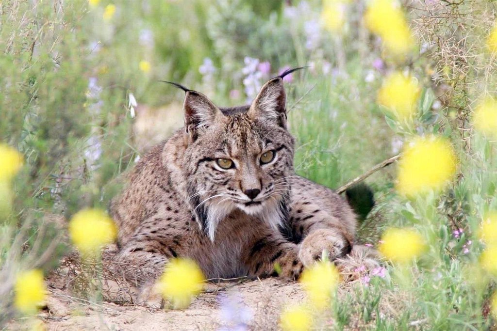 La finca del duque de Westminster (C. Real) alberga las ...