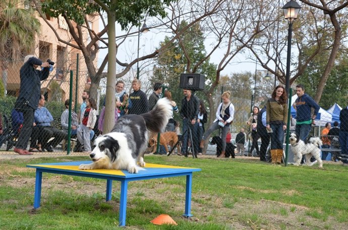 Perro, adiestrar, adiestramiento, parque, can, canino, guau