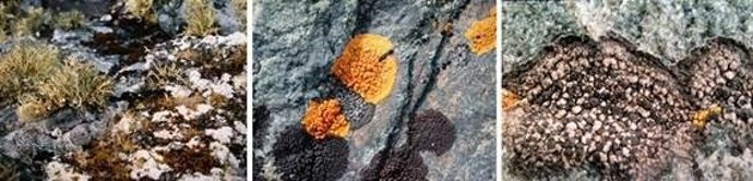 Líquenes en las Antártida