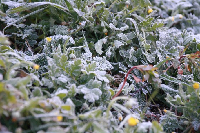 Escarcha, Helada, hielo, frio, temperaturas, temporal, nieve, Flores, Plantas