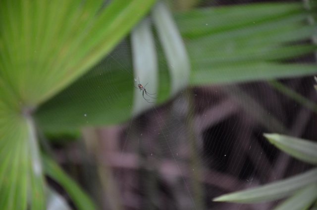 Araña extendiendo su tela