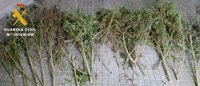La Guardia Civil de Burgos descubre una plantación de marihuana oculta entre la maleza de un arroyo