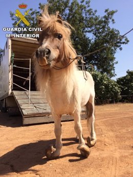 Pony, cuyo dueño ha sido detenido por supuesto maltrato animal